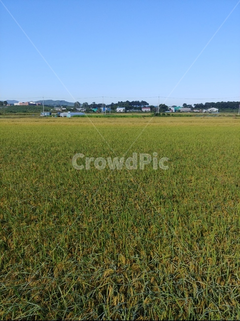들,자연,농사,시골,field