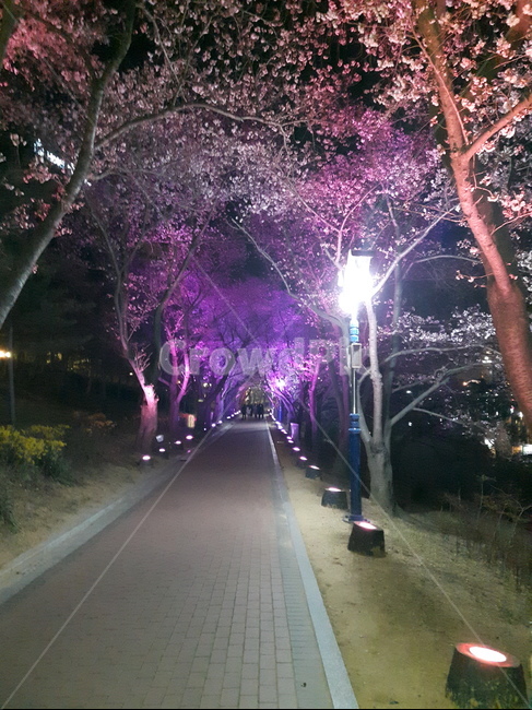 벗꽃,야경,꽃,경주,가로수