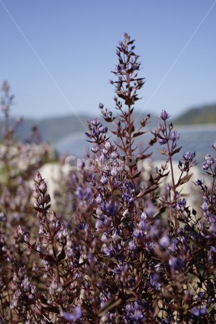 큰잎쓴풀,꽃,flower,식물,plant,식물,자연,plants,nature,꽃,flower