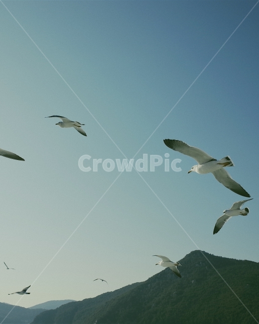 갈매기,하늘,동물,평화,새,bird,자유,commongull,peace,sky,scenery,동물,animal,조류,새,birds