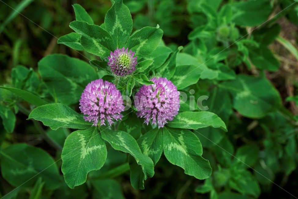 토끼풀,붉은토끼풀,귀화식물,풀,클로버,crimsonclover,grass,green,nature,plant,redclover,trifolium