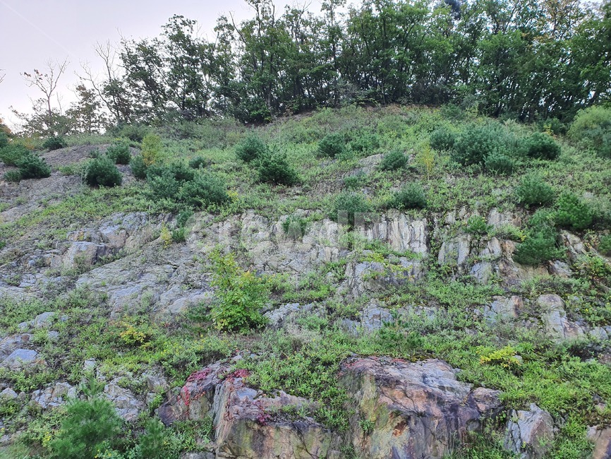 식물,nature,자연,땅,돌산,암벽,산,절벽