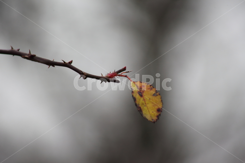단풍,잎,식물,가을,redleaves,가을,계절,fall,autumn,season,식물,자연,plants,nature,veins,정맥,plant,leaf