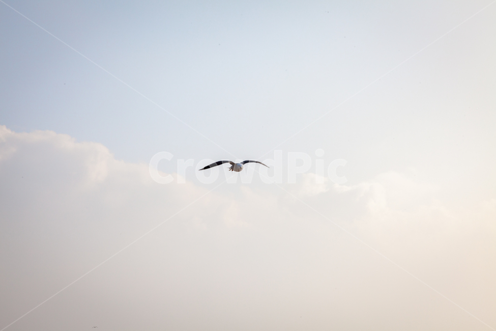 seagull,animal,동물,bird,새,flying,나는,제부도,바다,jebudo,sea,파도,자연,nature,ocean,대양,물,water