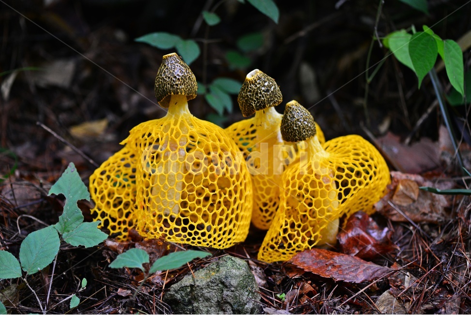 fungus,진균류,plant,버섯,포자,망태버섯,노랑망태버섯,독버섯,자연,식물,소나무숲,여름