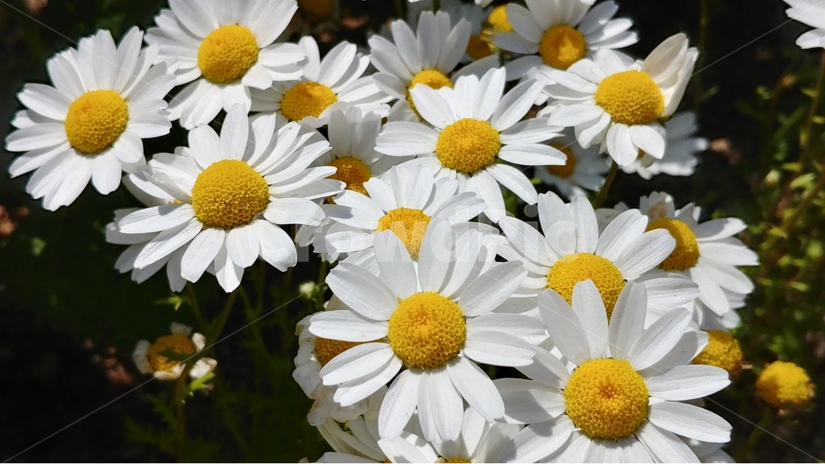 흰꽃,꽃,flower,spring,plants,nature,자연,봄,식물,식물,자연,plants,nature,꽃,flower