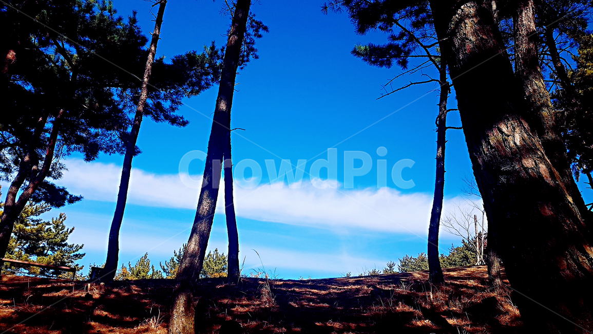 거제,등산,하늘,풍경,언덕,푸르름,tree,나무,plant,나무줄기,식물