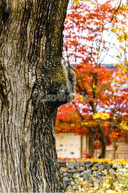 고목,가을,낙엽,단풍,돌담,가을,계절,fall,autumn,season,식물,자연,plants,nature,나무,trees,wood,tree,plant,tree trunk,나무 줄기,leaf,잎