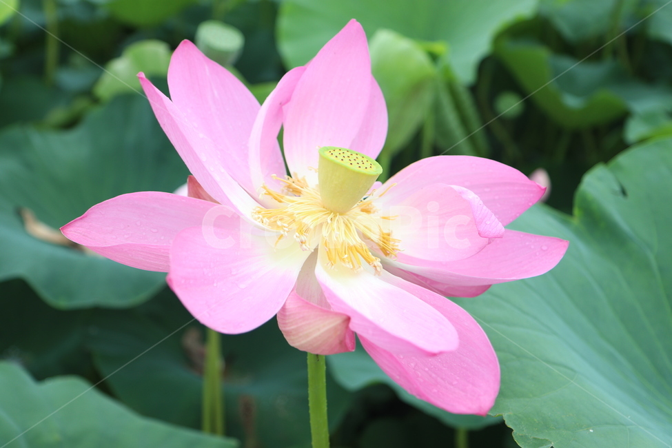 연꽃,꽃,flower,식물,자연,여름,식물,자연,plants,nature,꽃,flower