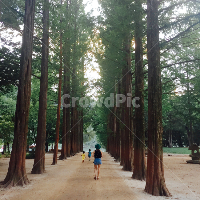 남이섬,나무,가족,한국풍경,한국자연,푸른,산책,여행,아이들,여성,모자,감성,햇살