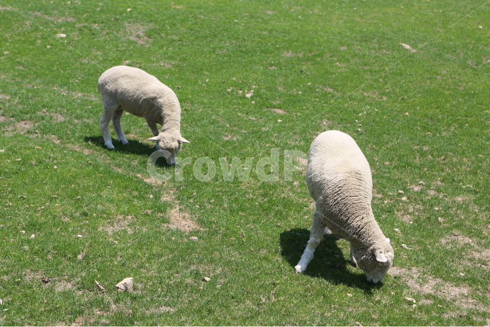 양,양목장,양농장,양구이,애기양,동물,animal,포유류,mammal