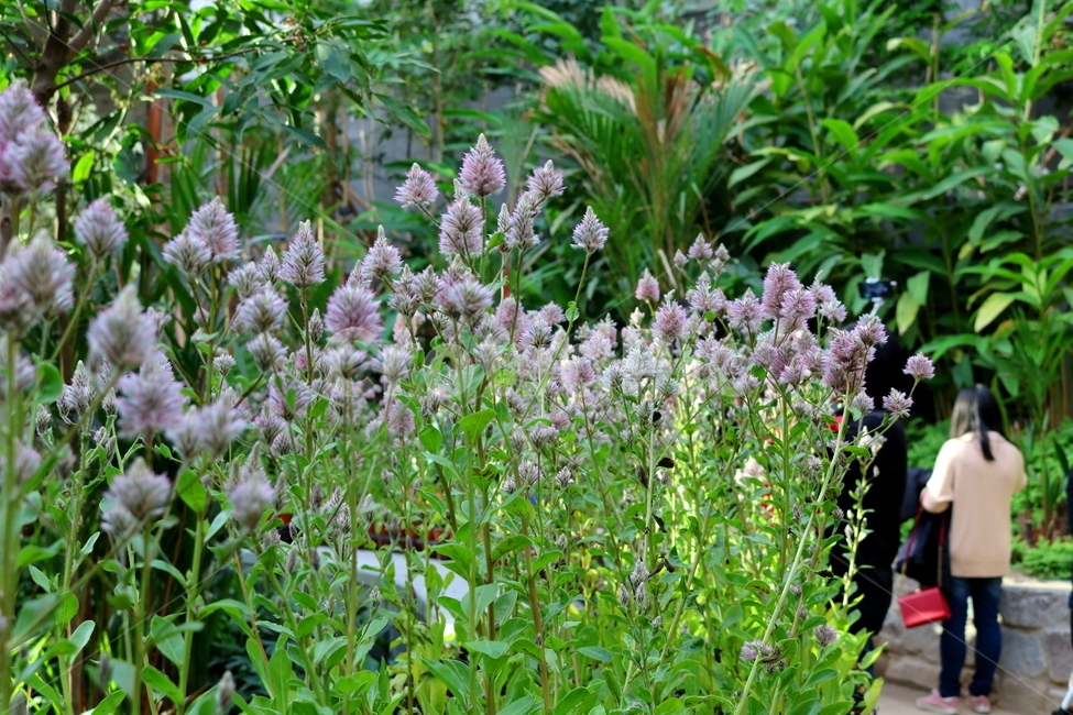 프틸로투스,꽃,프틸로투스꽃,식물,자연,비름과,식물원,식물,자연,plants,nature,꽃,flower