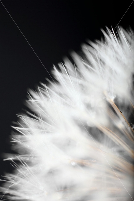 민들레,dandelion,macro,꽃,접사,가을풍경,찬란한,꽃밭,야생화,식물,자연,plants,nature,꽃,flower