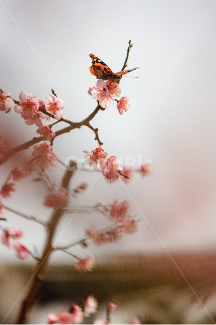 매화,홍매화꽃,담홍색,봄,꽃,꽃잎,봄,계절,spring,season,식물,자연,plants,nature,꽃,flower,plant