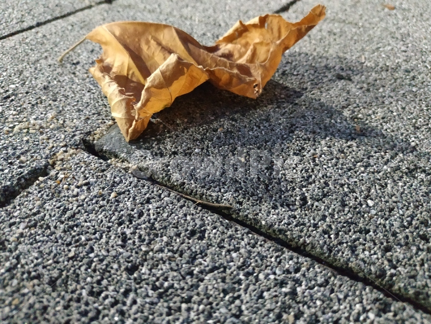 갈색,brown,leaf,road,나뭇잎