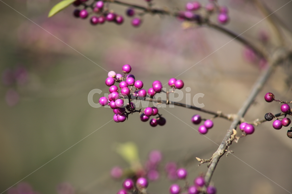 작살나무,열매,종자,번식,japanesebeautyberry,식물,자연,plants,nature,과일,열매,fruit