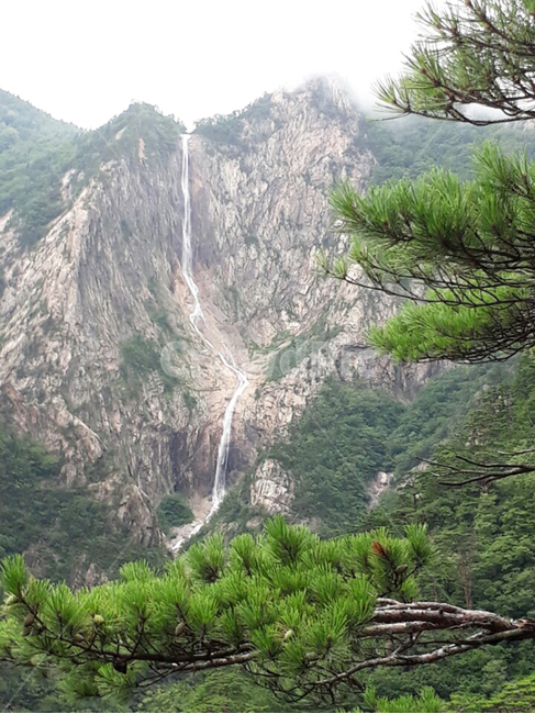 식물,소나무,자연,tree,계곡,nature