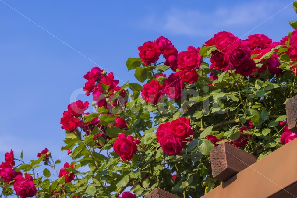 장미,로즈,꽃,레드,장미빛인생,화사,여왕,플라워,flower,rose,자연,감성,감성사진,느낌,미,감동,힐링,일상,스냅,nature,spring,식물,자연,plants,nature,꽃,flower