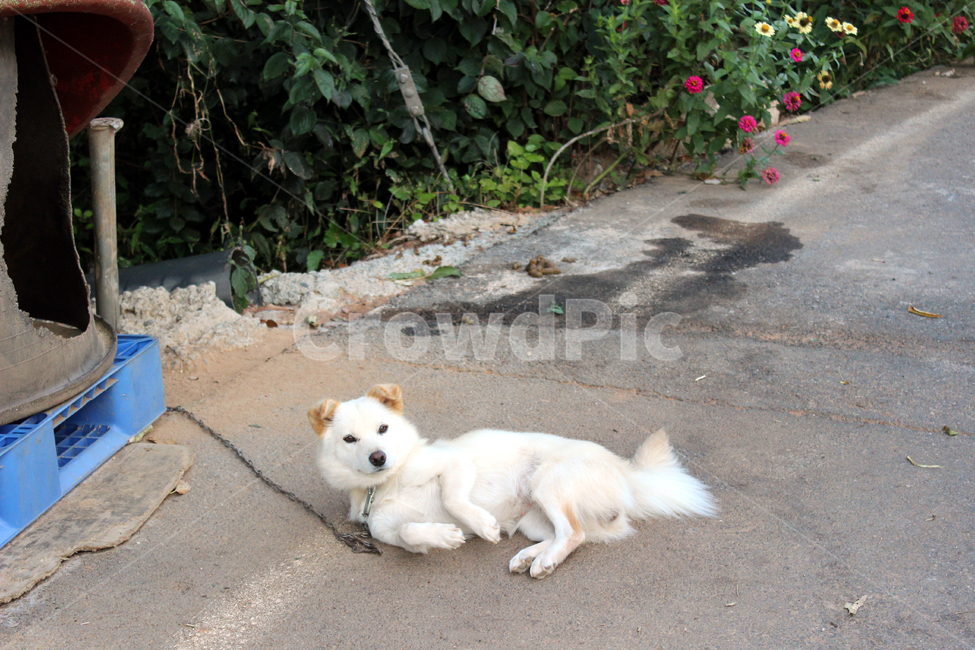 발라당,개,시골집,강아지,똥개,동물,animal,포유류,mammal,개,강아지,dog,doggy