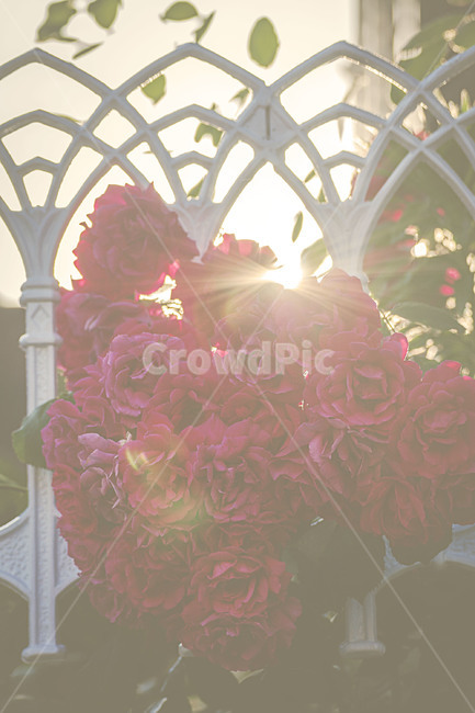 자연,식물,꽃,장미,빨간장미,nature,plants,flower,rose,redroses