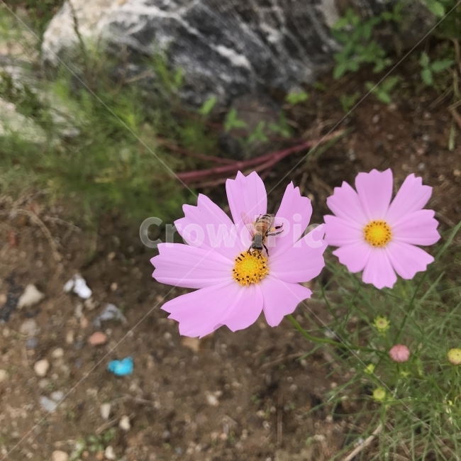 코스모스,살사리꽃,살살이꽃,Cosmos,꿀벌,국화과,한해살이풀,분홍꽃,카마니레스,식용,꽃차,약용,약재,식물,꽃,Flower,가을,계절,fall,autumn,season,식물,자연,plants,nature,꽃,flower,동물,animal,곤충,벌레,insect,bug,plant