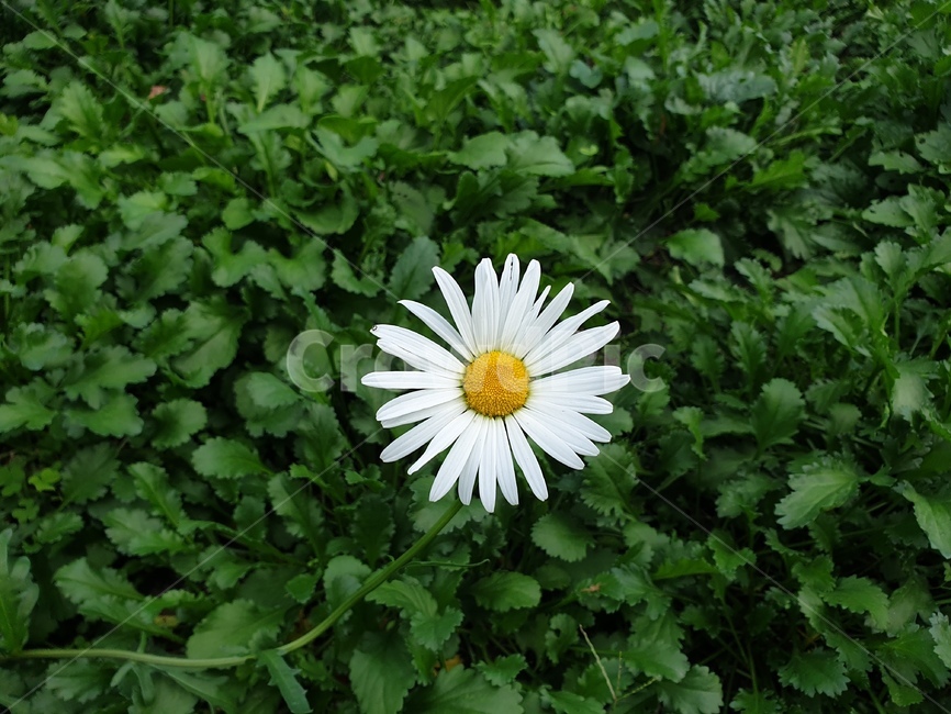 식물,꽃,flower,외로움,한송이,혼자,자연,흰색,alone,식물,자연,plants,nature,꽃,flower