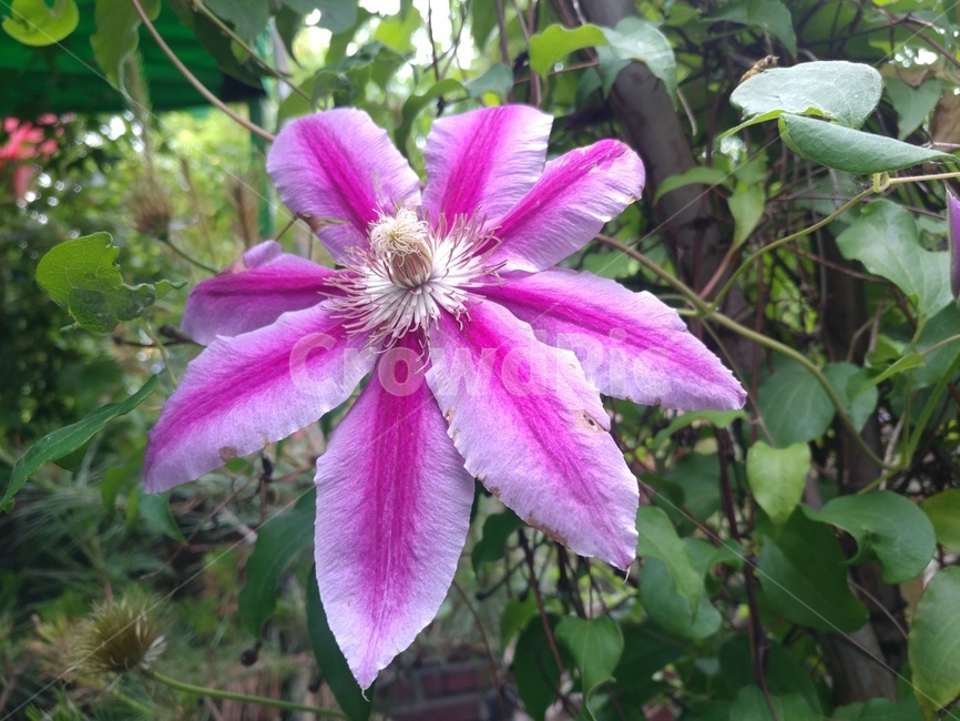 식물,꽃,꽃잎,분홍,flower,blossom,plant,식물,자연,plants,nature,꽃,flower