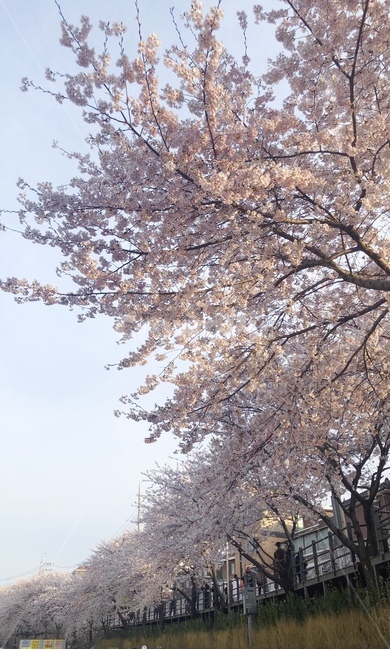 벚꽃,봄,분홍색,나무,벚꽃길,봄,계절,spring,season,plant,식물,flower,꽃,blossom