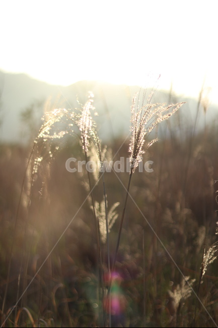 억새,아침빛,봄,갈색,동네,식물,자연,plants,nature,휴식,힐링,rest,relaxation,healing