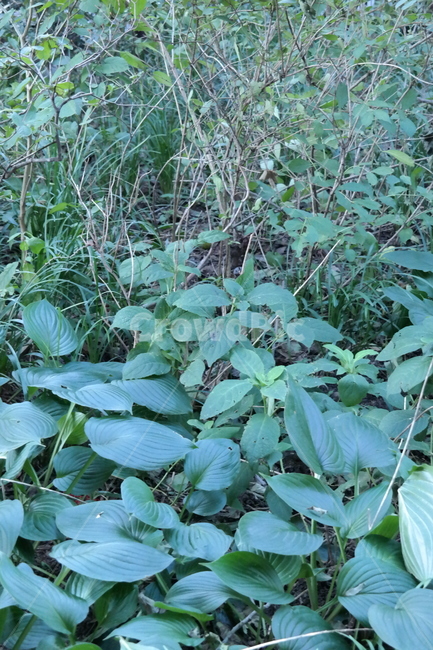 풀,풀떼기,땅,plant,leaf,식물,잎