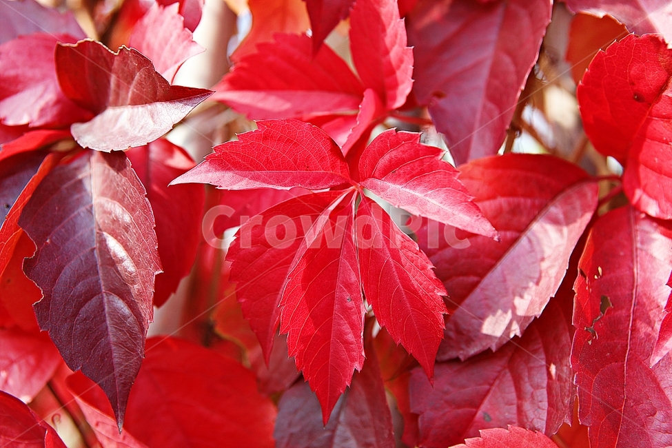 단풍,낙엽,가을,잎,식물,자연,계절,감성,색,색감,넝쿨식물,공원,가을,계절,fall,autumn,season,plant,leaf