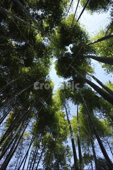 대나무,bamboo,대나무밑둥,대나무숲,광양매화축제,광양,큰대나무,홍매화대나무,홍매화,대나무홍매화