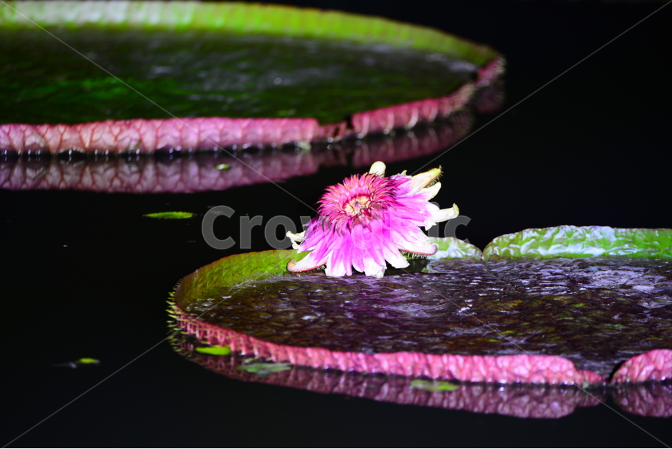 야경,연꽃,꽃,반영,연잎,식물,flower,빅토리아,식물,자연,plants,nature,꽃,flower