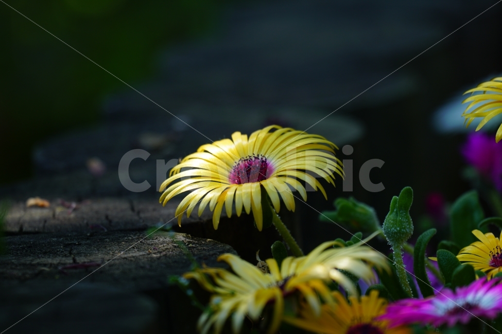 리빙스턴데이지,꽃,플라워,식물,자연,봄,5월,flower,nature,spring,꽃사진,감성,감성사진,힐링,힐링사진,느낌,분위기,화사한,화사하다,밝은,밝다,싱그러운,싱그럽다,싱싱하다,싱싱한,순수,순수하다,순수한,깨끗한,깨끗하다,깨끗,feel,feeling,식물,자연,plants,nature,꽃,flower