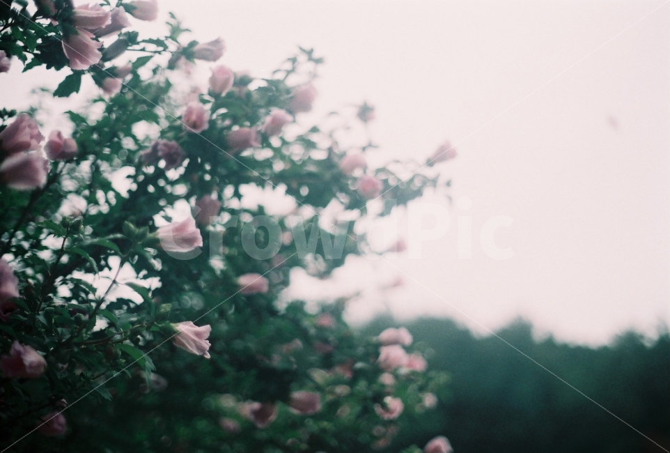 꽃,정물,flower,감성사진,필름사진,감성,필름,꽃사진,분홍,분홍색,식물,자연,plants,nature,꽃,flower,감성,sensible,feeling