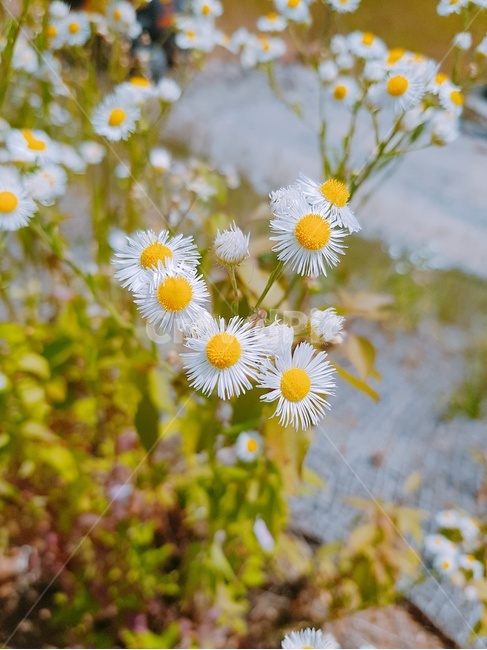 꽃,풀,잔디,식물,자연,식물,자연,plants,nature,꽃,flower