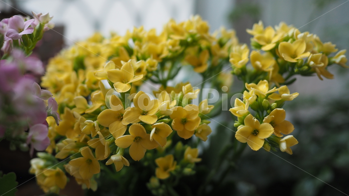 꽃,노란꽃,노란색,아웃포커스,flower