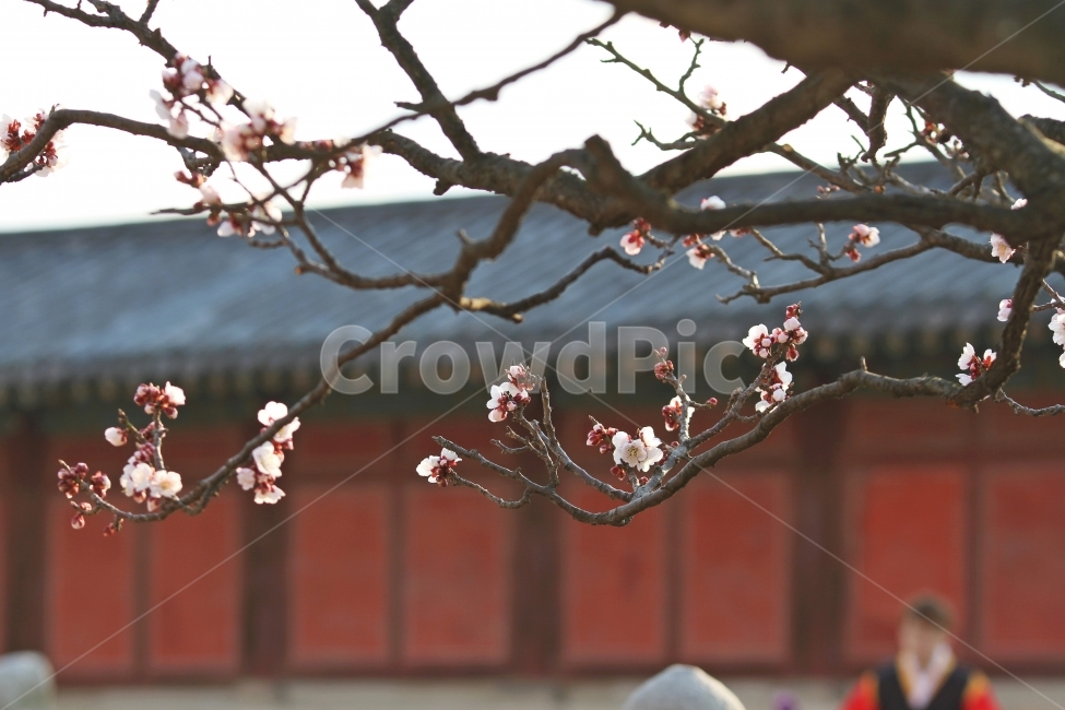 매화,식물,꽃,자연,고궁과매화나무,감성사진,식물,자연,plants,nature,꽃,flower