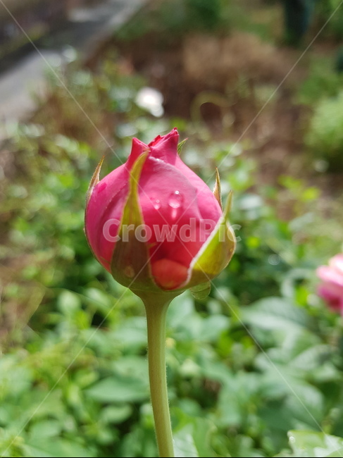 장미,꽃,rose,눈물,flower,식물,자연,plants,nature,꽃,flower