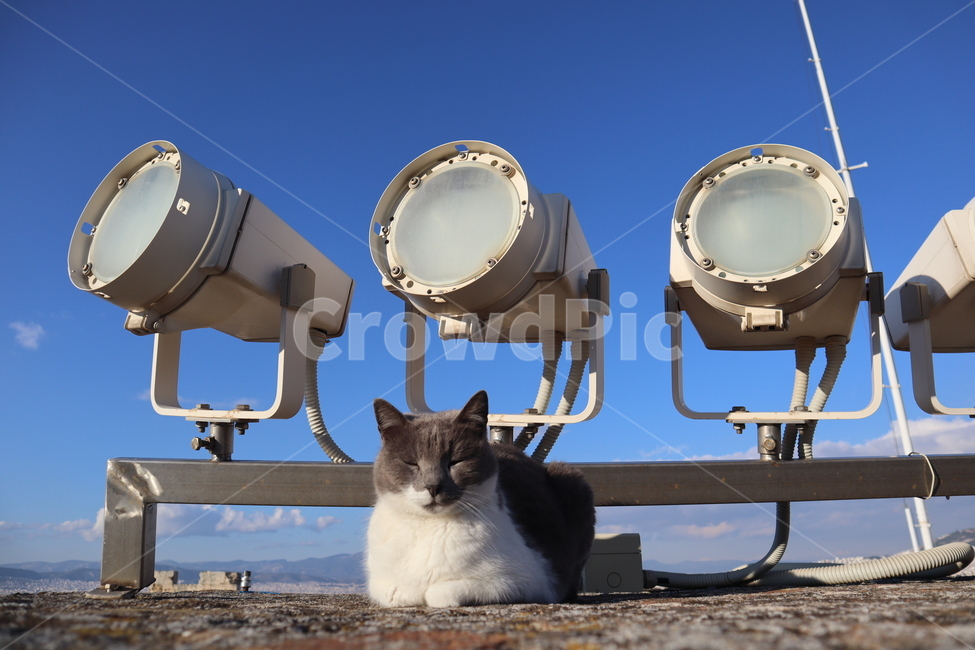 고양이,하늘,자는고양이,조명,lighting,동물,animal,포유류,mammal,고양이,cat,kitten,kitty