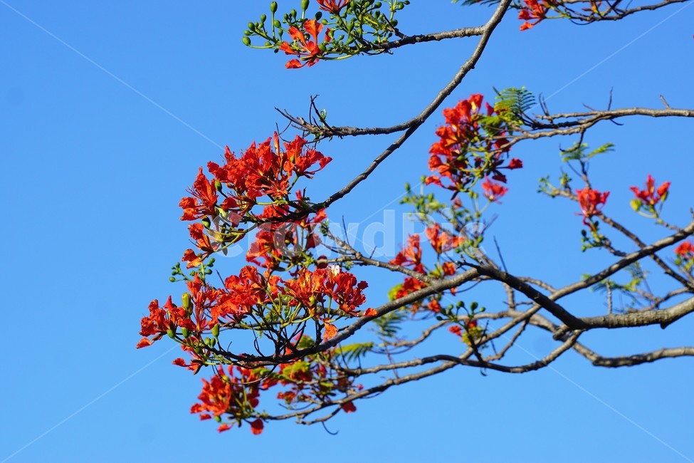꽃,나무,자연,식물,하늘,파란하늘,flower,sky,nature,크리스마스트리나무,크리스마스트리꽃,외국꽃,열대나무,붉은꽃,redcolor,green,초록,외국자연풍경,식물,자연,plants,nature,꽃,flower