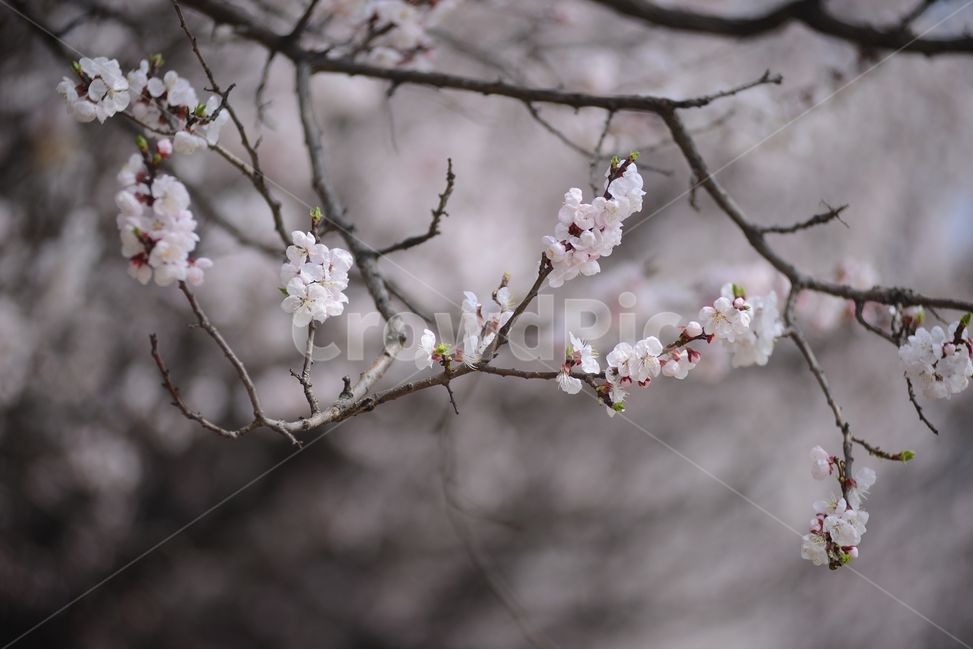 자연,nature,봄,꽃,봄꽃,매화,흰색,접사,근접촬영,봄,계절,spring,season,식물,자연,plants,nature,꽃,flower,plant,blossom