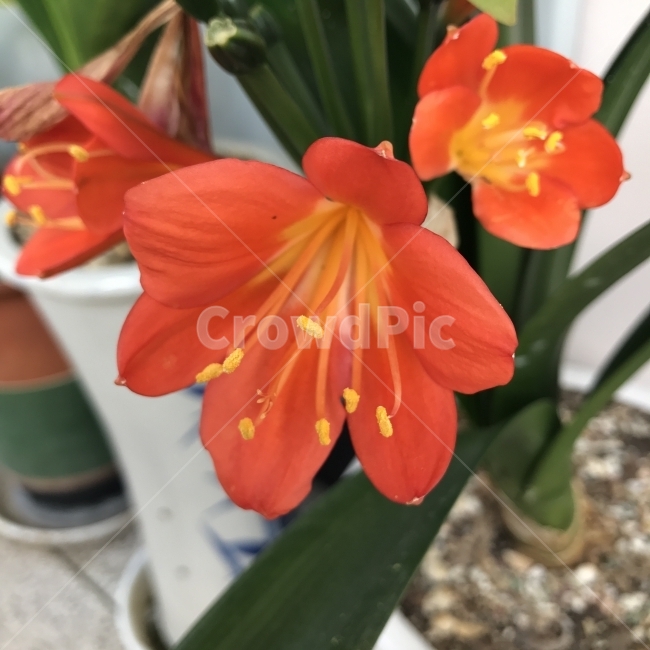 군자란,수소군자란,큰군자란,Kaffirlily,수선화과,상록다년초,CliviaminiataRegel,주황색,꽃,식물,관상용,약재,식물,자연,plants,nature,꽃,flower