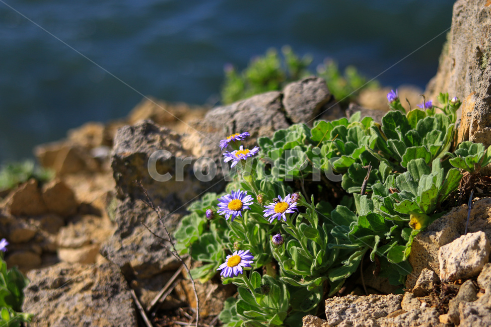 식물,바다,해국,가을,보라색,식물,자연,plants,nature