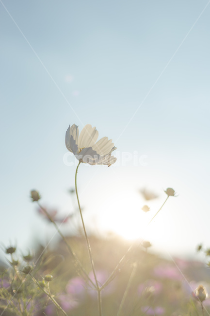 꽃,가을꽃,가을,코스모스,하늘,파란하늘,역광,햇빛,가을,계절,fall,autumn,season,식물,자연,plants,nature,꽃,flower,plant,grass,잔디