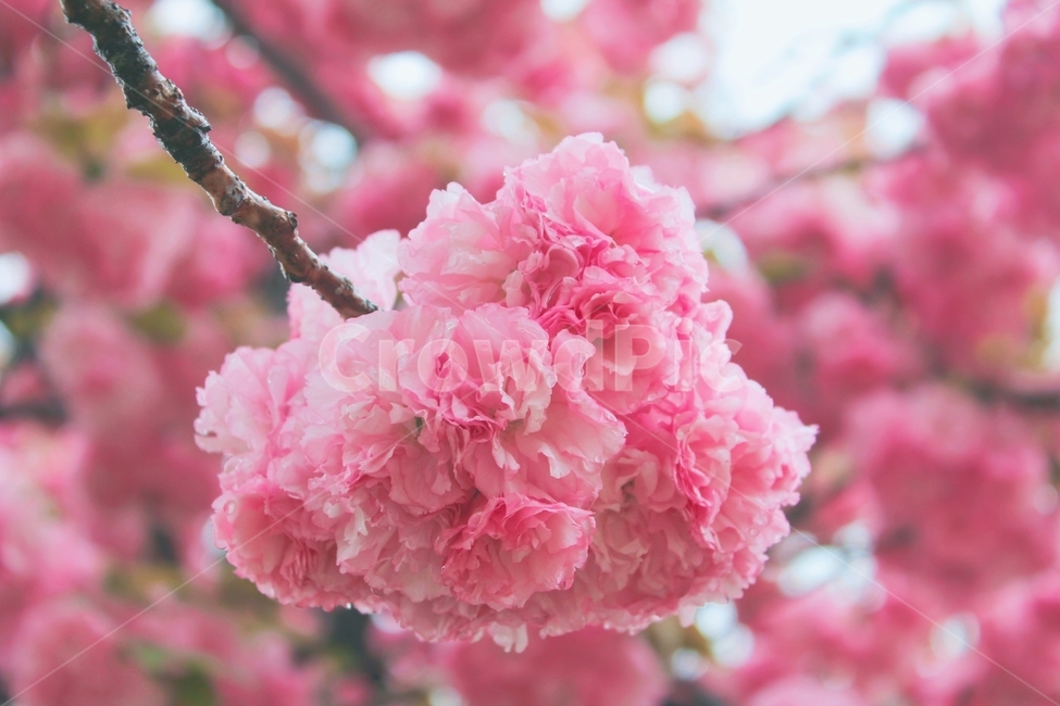 왕벚꽃,겹벚꽃,꽃놀이,분홍색,감성사진,예쁜사진,예쁜꽃,자연,풍경,봄,계절,spring,season,식물,자연,plants,nature,꽃,flower,감성,sensible,feeling,plant,blossom