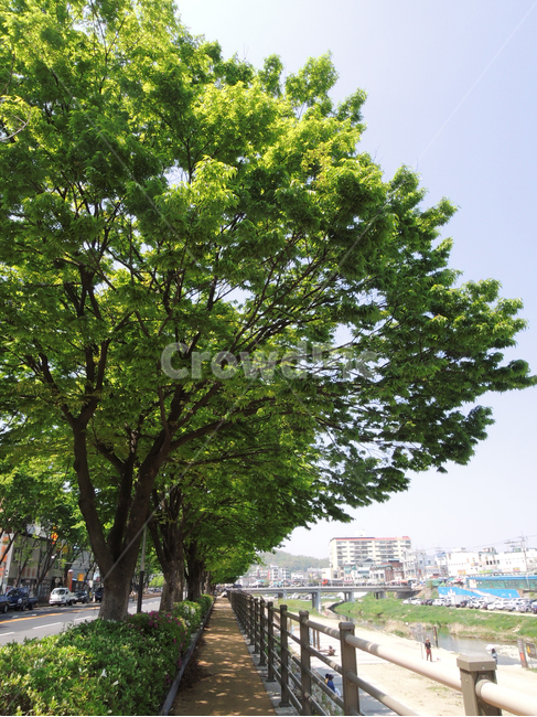 가로수,산책로,조깅하는길,조경수,산책길,streettrees,street,row,walk,trail,promenade,corso,joggingpath,식물,자연,plants,nature,나무,trees,wood