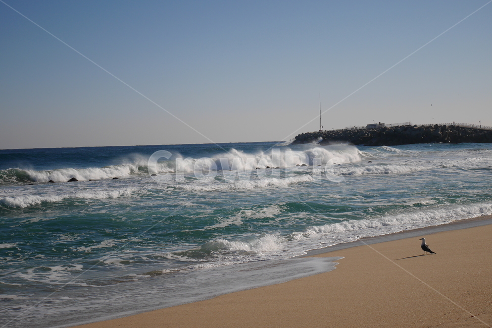 갈매기,바다,해변,seagull,beach,anmok,안목해변,해변,바다,beach,sea,동물,animal,조류,새,birds