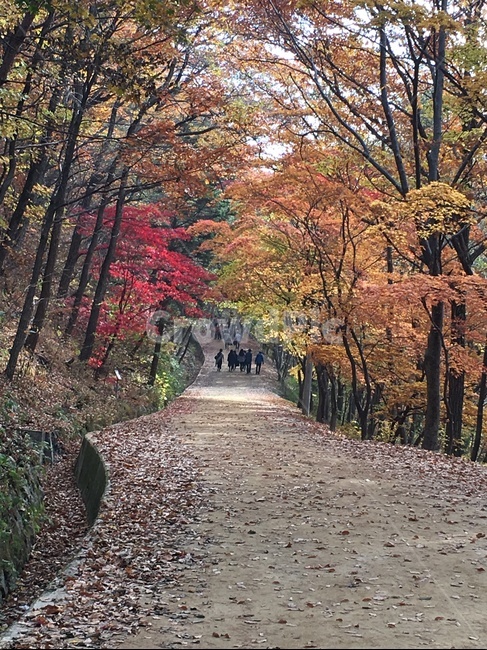 가을,산책,문경세재,단풍,가을길,소풍,야유회,쓸쓸,낙엽,낙엽길