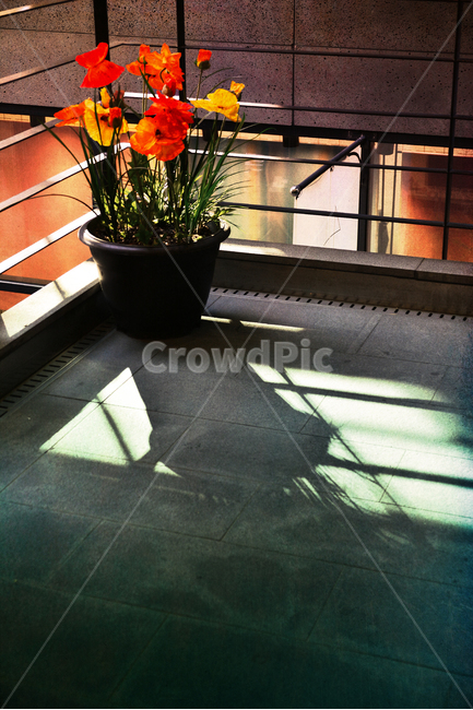 꽃,화분,빈티지,그림자,감성,명암,오후,햇살,분위기,느낌,flowers,shadow,light,빛,발코니,feeling,emotion,sensible,양귀비꽃,노랑색,빨강색,유리창,난간,바닥,vintage,window,빈티지느낌,식물,자연,plants,nature,꽃,flower,실내용화초,화분,화초,house plant,빈티지사진,빈티지느낌,빈티지감성,vintage,인테리어,실내디자인,interior design